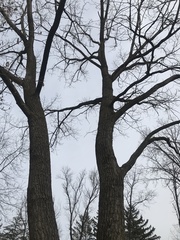Populus deltoides deltoides
