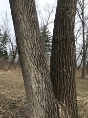 Populus deltoides deltoides