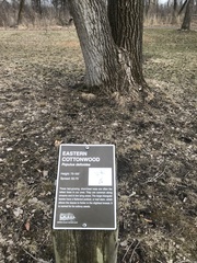 Populus deltoides deltoides