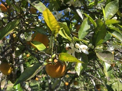 Apis mellifera image