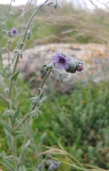Cynoglossum creticum