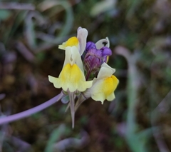 Linaria polygalifolia