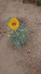 Argemone mexicana
