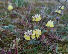 Linaria polygalifolia