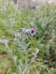 Cynoglossum creticum