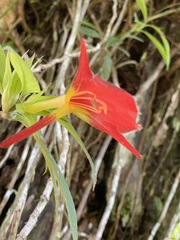 Columnea nicaraguensis