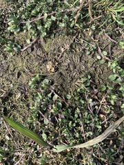 Trifolium dubium