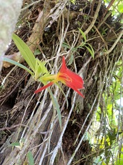 Columnea nicaraguensis