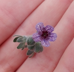 Cynoglossum creticum