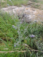 Cynoglossum creticum