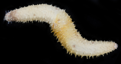 Holothuria arenicola observed 2017-05-29