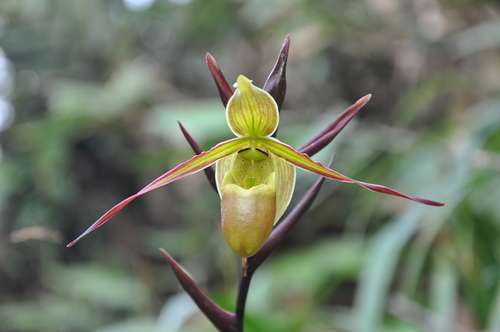 Phragmipedium longifolium