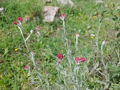 Helichrysum sanguineum