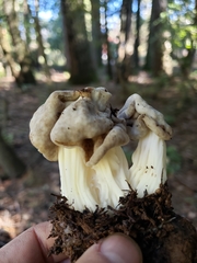 Helvellaceae