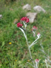 Helichrysum sanguineum