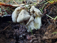 Helvellaceae