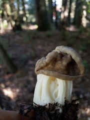Helvellaceae