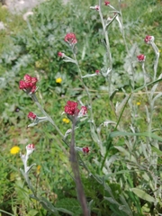 Helichrysum sanguineum