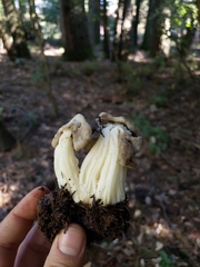 Helvellaceae