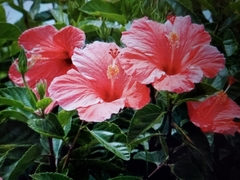 Hibiscus