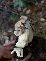 Helvellaceae