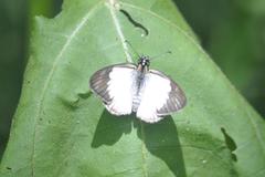 Heliopetes ochroleuca