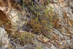 Erica exleeana