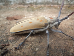 Batocera numitor