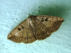 Blasticorhinus rivulosa