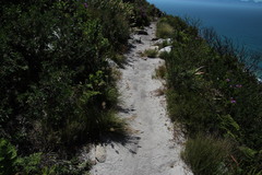 Pentameris curvifolia