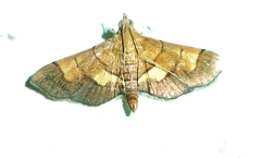 Syngamia