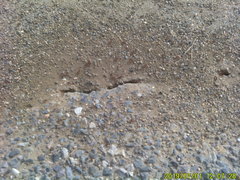 Pogonomyrmex occidentalis