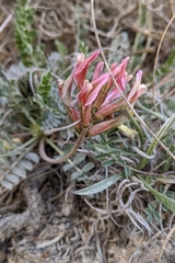 Astragalus incanus