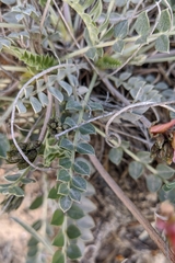 Astragalus incanus