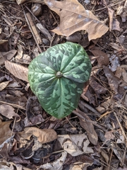 Trillium cuneatum