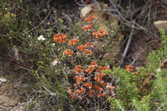 Crassula pruinosa