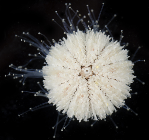 Nudechinus verruculatus observed 2017-05-30