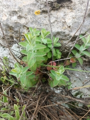 Hypericum lanuginosum