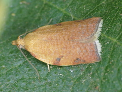 Clepsis siciliana