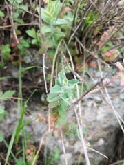 Hypericum lanuginosum