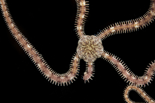 Ophionereis porrecta in life