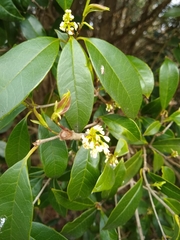 Osmanthus × burkwoodii