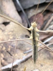 Austrosipyloidea carterus