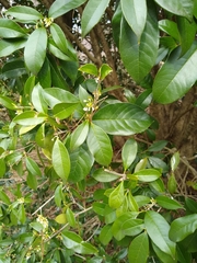 Osmanthus × burkwoodii