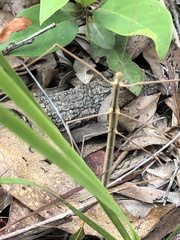 Austrosipyloidea carterus