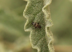 Spanagonicus albofasciatus