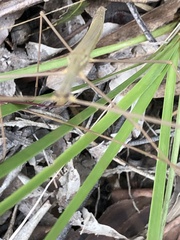 Austrosipyloidea carterus
