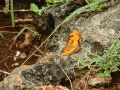 Byblia anvatara acheloia