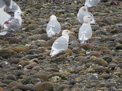 Larus glaucescens × hyperboreus