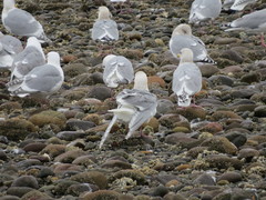 Larus glaucescens × hyperboreus